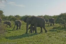 Afrikanischer Elefant (88 von 131).jpg